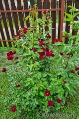 Katie's Rose Katie's Rose