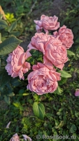 Anne-Sophie Pic