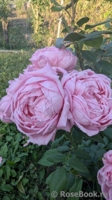 Anne-Sophie Pic