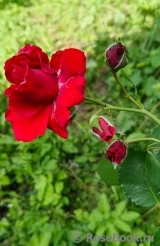 Amadeus