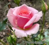 Poesie