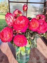 Rosa Le Rosier De La Memoire