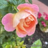 Dornburger Schlossrose Dornburger Schlossrose