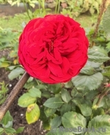 The Dark Lady The Dark Lady