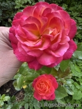 Starlet®-Rose Carmen®