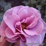 Santa Barbara Santa Barbara