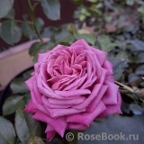 Fabulous (John Ford)