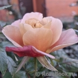 Distant Drums   Distant Drums