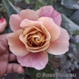 Distant Drums   Distant Drums