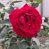 Rose des 4 Vents Rose des 4 Vents