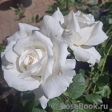 Anne de Kiev Anne de Kiev