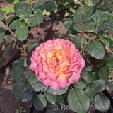 Gorgeous™ Gorgeous™