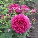 Princess Anne 