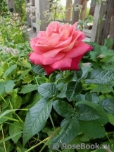 Sourire De Deauville ®