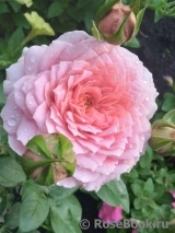 Romantic Antike Freelander ®