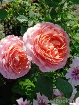 Romantic Antike Freelander ®