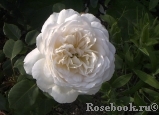 Crocus Rose® Crocus Rose®