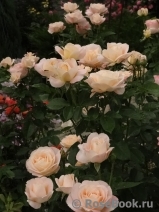 Isabelle Autissier ®