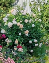 Wollerton Old Hall Wollerton Old Hall