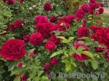 Kordes' Rose Bordeaux ®