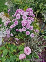 Lavender Flower Circus Lavender Flower Circus