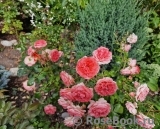 Schackenborg Schackenborg