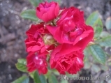 Alberich Alberich