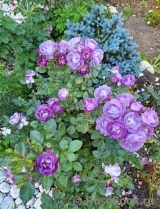 Blue for You Blue for You