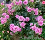 Love Song ™ Love Song ™