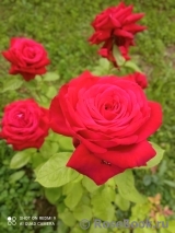 Grande Amore Grande Amore