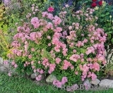 Fairy, The Fairy, The