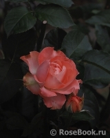 Country Spirit Coral Girl