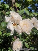 Generous Gardener, The