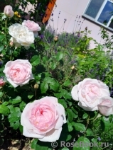 Sharifa Asma Sharifa Asma