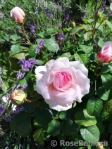 Sharifa Asma Sharifa Asma