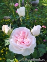 Sharifa Asma Sharifa Asma