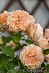 Froufroutante Jackie