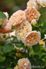 Froufroutante Jackie