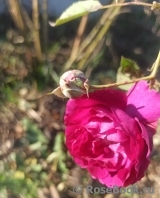 Rosengarten Zweibrücken ®