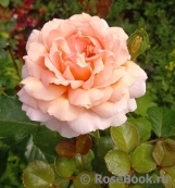 Psyche (японск.)