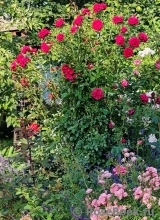 Fetzer Syrah Rose, The Fetzer Syrah Rose, The