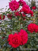 Fetzer Syrah Rose, The Fetzer Syrah Rose, The