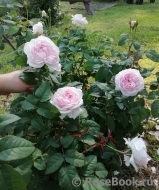 Sharifa Asma Sharifa Asma