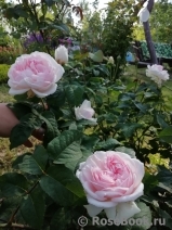 Sharifa Asma Sharifa Asma