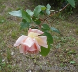 C_Графиня Воронцова