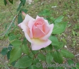 C_Графиня Воронцова