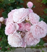 Rosengräfin Marie Henriette