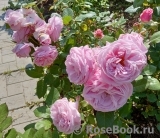 Rosengräfin Marie Henriette