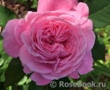 Rosengräfin Marie Henriette