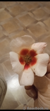 ОПРЕДЕЛИТЕЛЬ